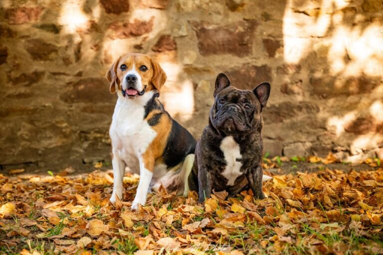 Découvrez nos compagnons à quatre pattes