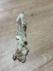 Oreille de lapin avec poils