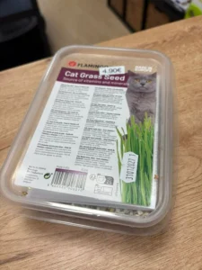 Herbe à chat