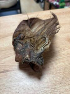 Oreille de boeuf avec poils