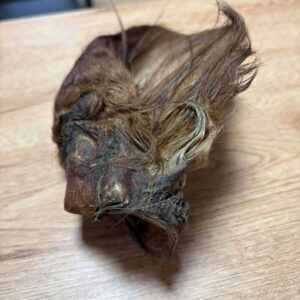 Oreille de boeuf avec poils