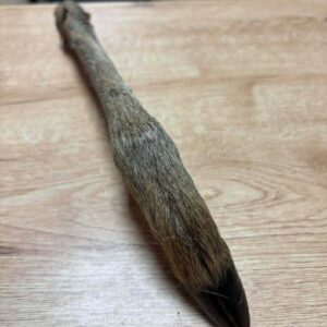 Patte de chevreuil avec poils